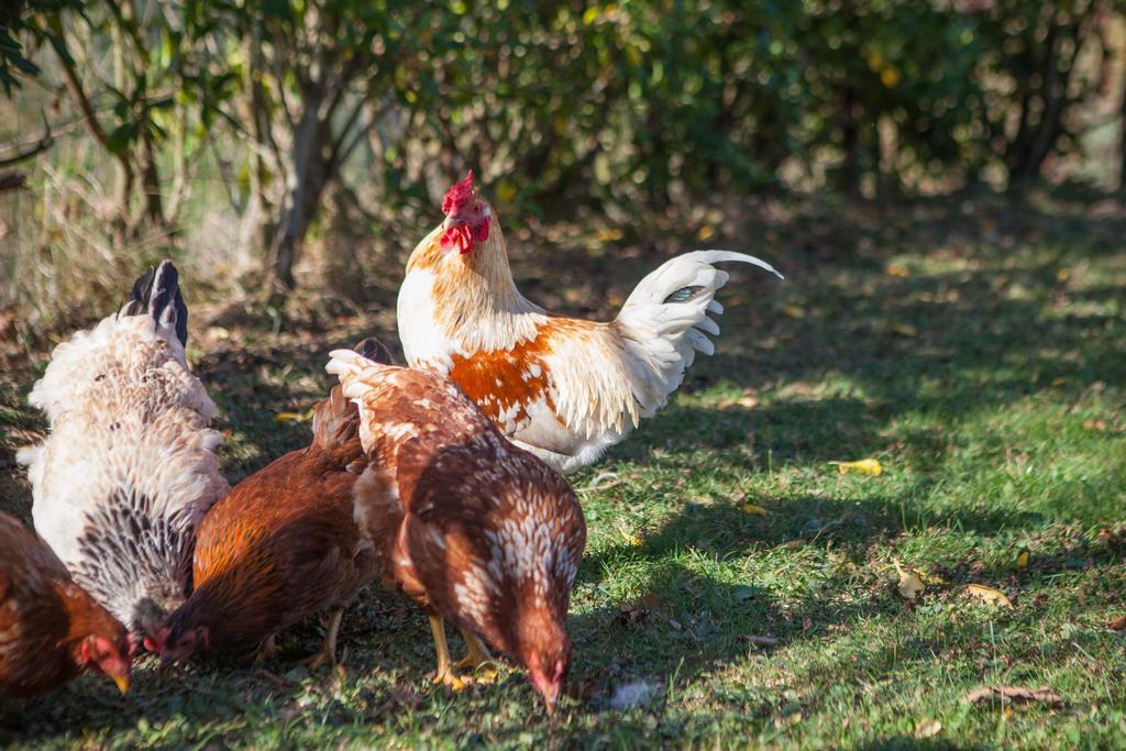 Gorosarri Διαμέρισμα Escoriaza Εξωτερικό φωτογραφία